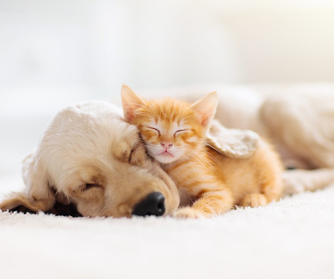 North Hills Apartments Pet friendly Apartments People doing indoor cycling